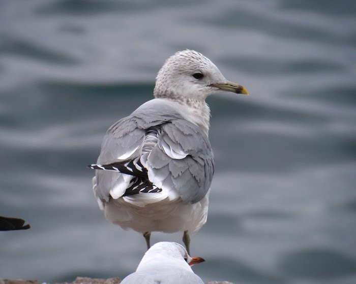 [(Larus+canus)+Miramare+-+TS+(31-1-2010)+012.jpg]