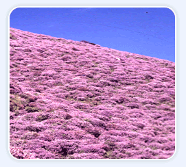 [Neelakurinji.gif]