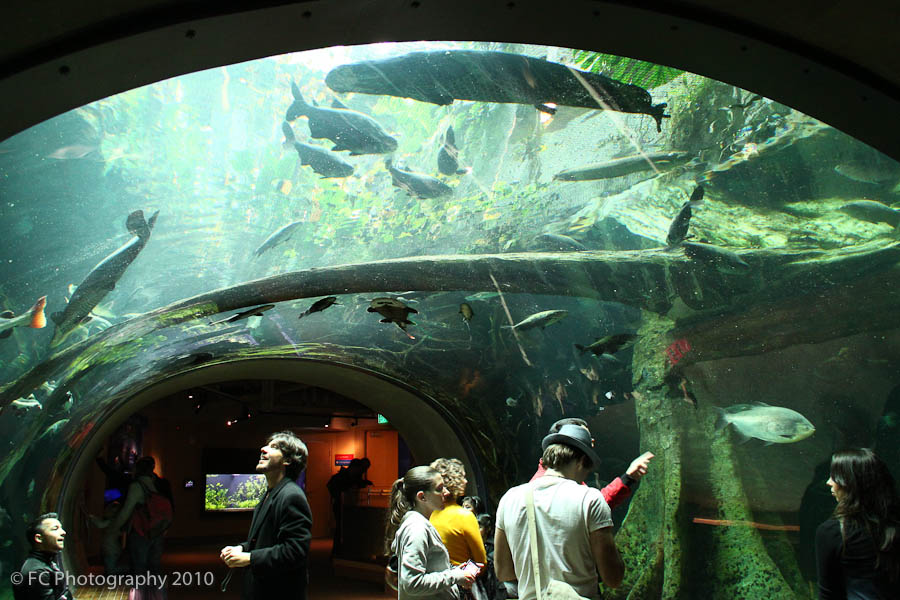 California Academy of Sciences Aquarium Part 2 of 3