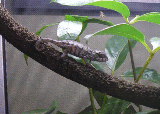 Leonard in his house