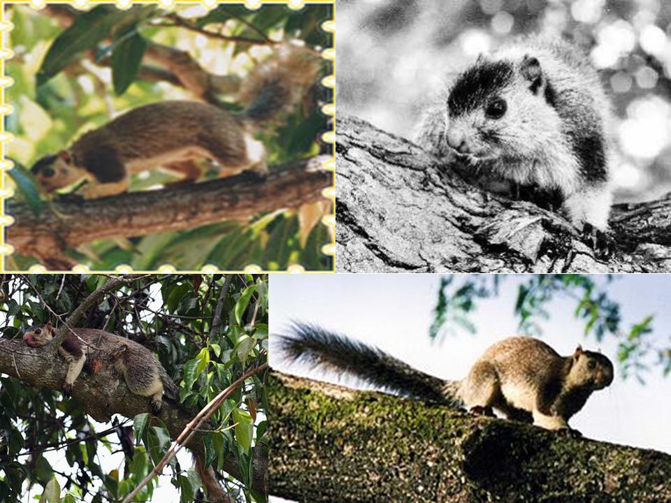 [Grizzled+Squirrel+Wildlife+Sanctuary.jpg]