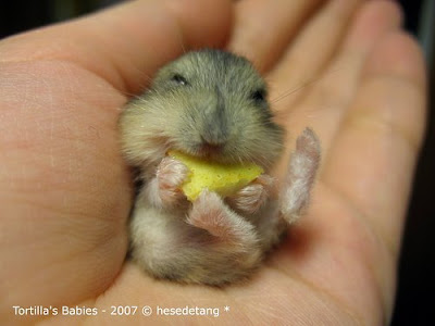 Forum Image: http://2.bp.blogspot.com/_Veg0TOJlLk8/SReSJyTZSAI/AAAAAAAAAA8/XHqvIFDYBS0/s400/mousy.jpg