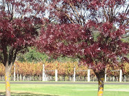 Autumn vineyard