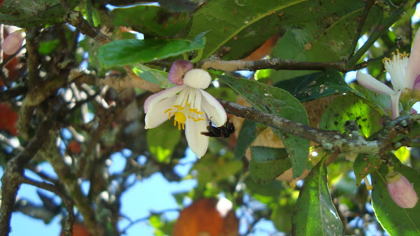 trigona na flor do limão cravo
