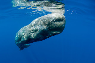 Great Monsters of the Deep Sea ~ Do You Know?