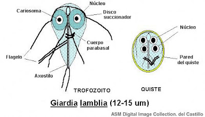 giardia muris morfologia)