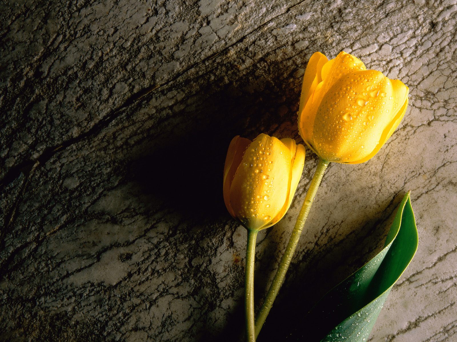Yellow%25252520Tulip Beautiful Islamic Wallpapers Download