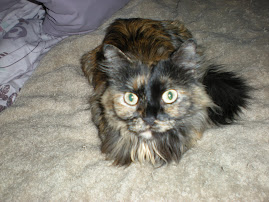 My Norwegian Forrest cat, Claire.