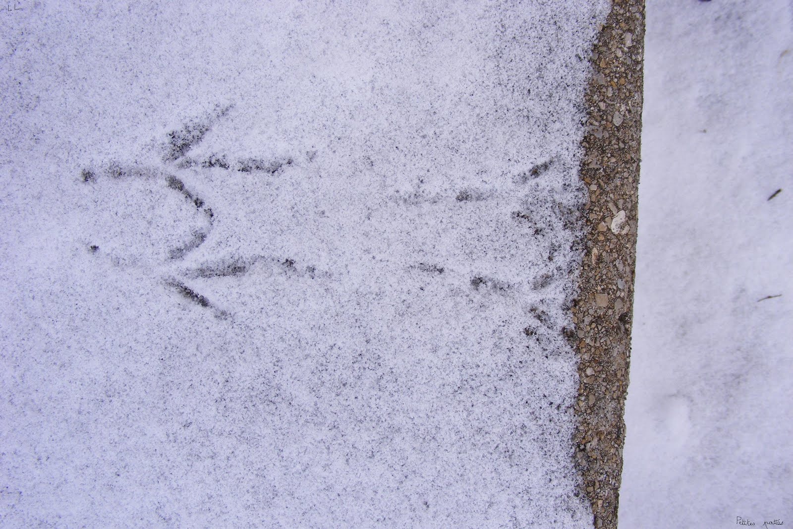 [Petites+pattes.JPG]