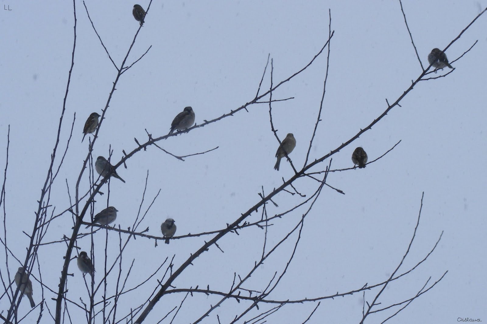 [Bouquet+d'oiseaux.JPG]