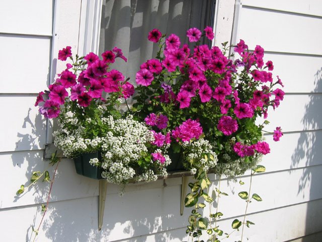 best bright window box tolerant blooms