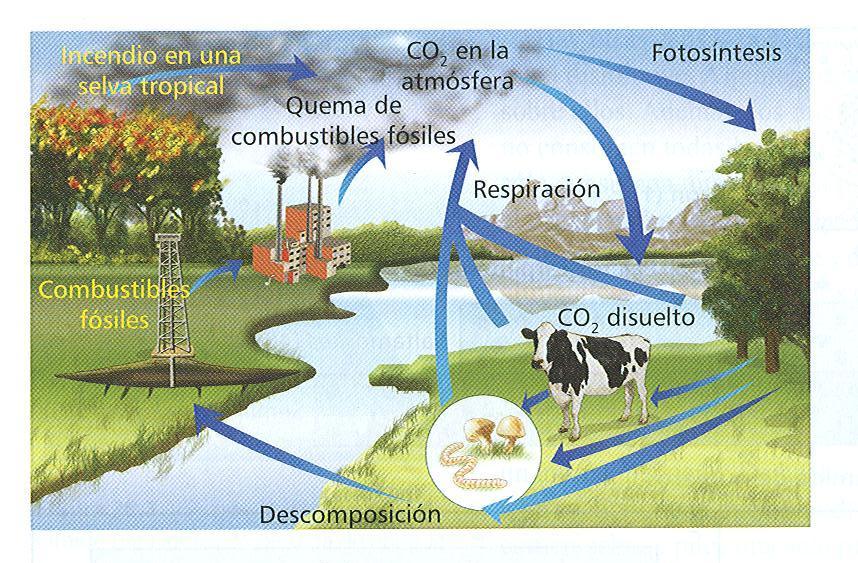 Ecología Animal Conociendo mas sobre los Ciclos de Nutrientes_Modulo III Ecología Animal Conociendo mas sobre los Ciclos de Nutrientes_Modulo III