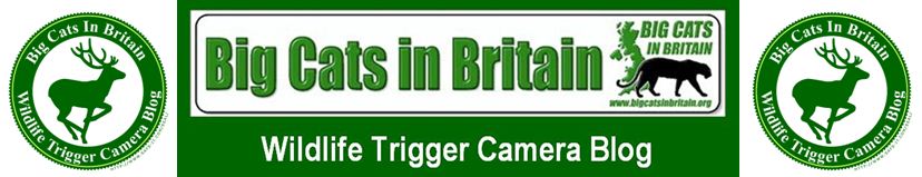 Big Cats In Britain Wildlife Trigger Camera Blog
