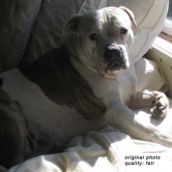 Dog Art and yes, more Dog Art | Art Dog Blog