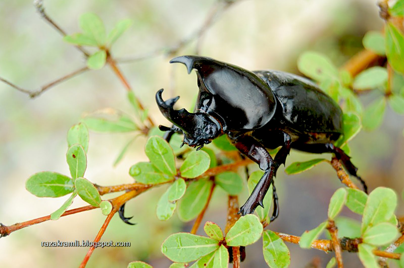 Fotografi merakam sejarah Kumbang Tanduk  