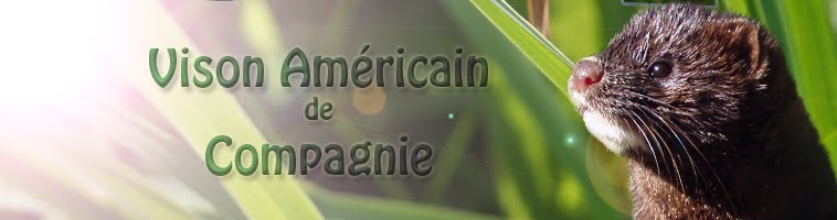 Le Vison Américain de Compagnie