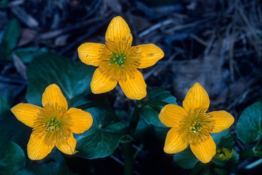 Neglected Beauty. Endangered beauty Maryland's wildflowers