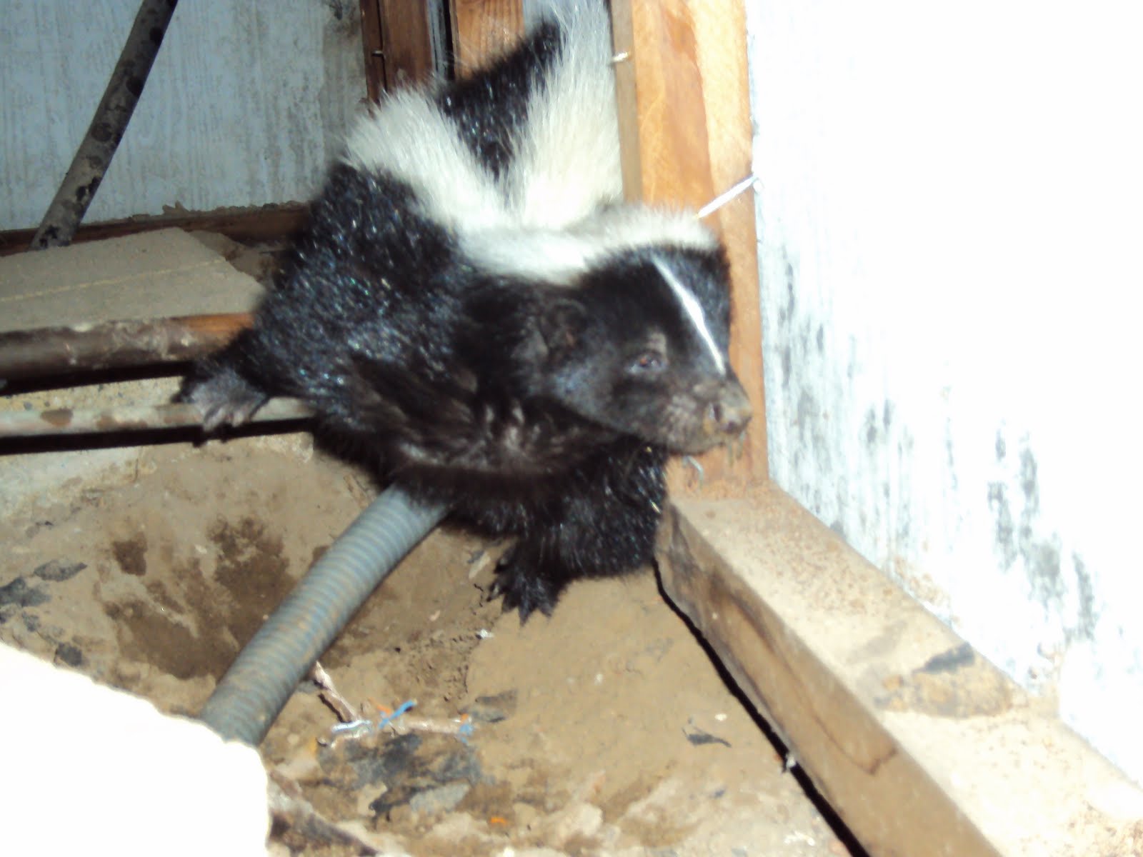 All City Animal Trapping: SKUNK TRAPPING IN L.A. CALIFORNIA CALL ALL