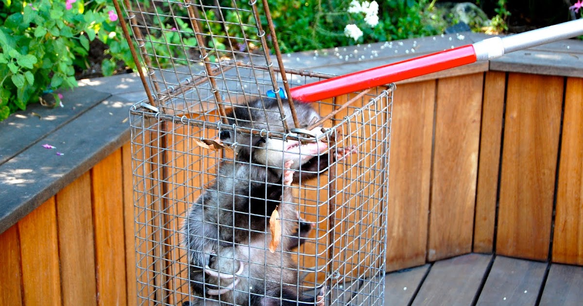 Leisure World Laguna Woods >> All City Animal Trapping: baby opossums baby possum possum ... Leisure World Laguna Woods >> All City Animal Trapping: baby opossums baby possum possum ...