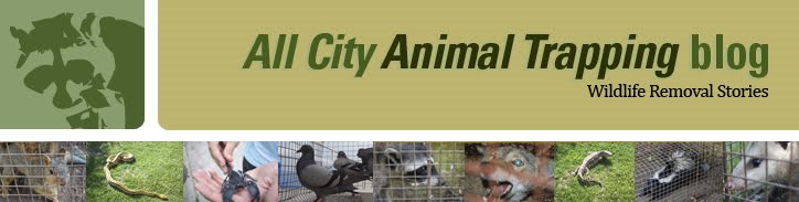All City Animal Trapping