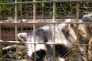 All City Animal Trapping: RIVERSIDE COUNTY RAT CONTROL, RIVERSIDE ...