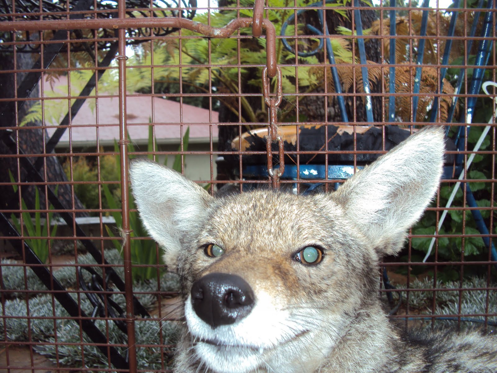 All City Animal Trapping Coyote removal in Los Angeles and Orange