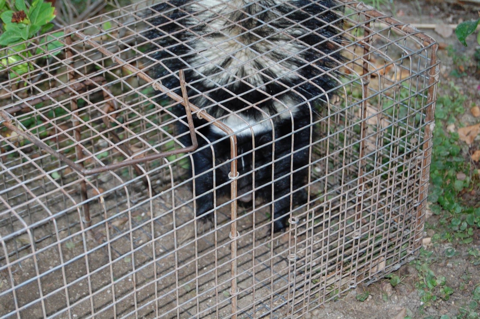 All City Animal Trapping SKUNK TRAPPING IN LOS ANGELES COUNTY CALL ALL