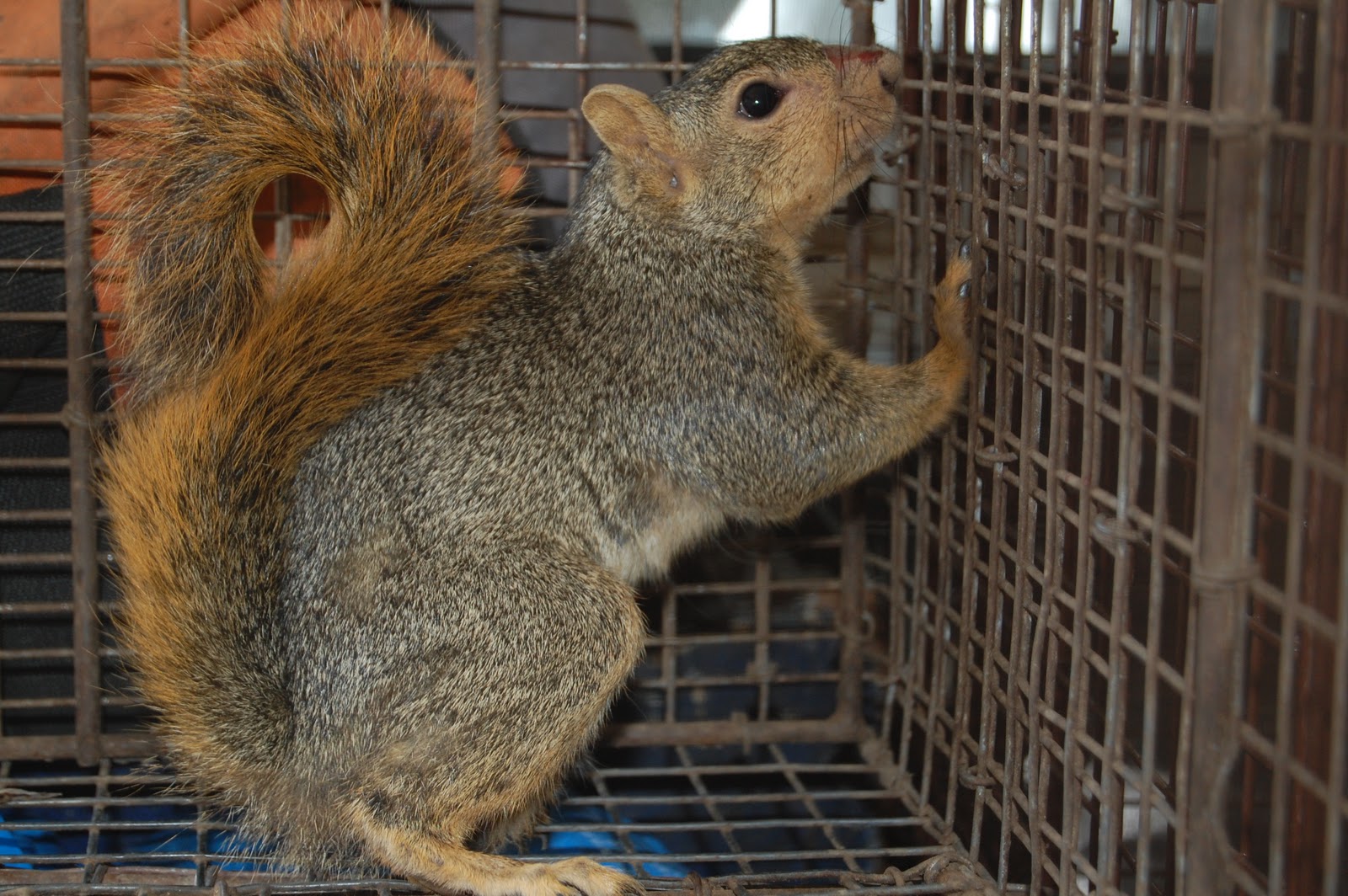 All City Animal Trapping Squirrel Trapping In Los Angeles County If