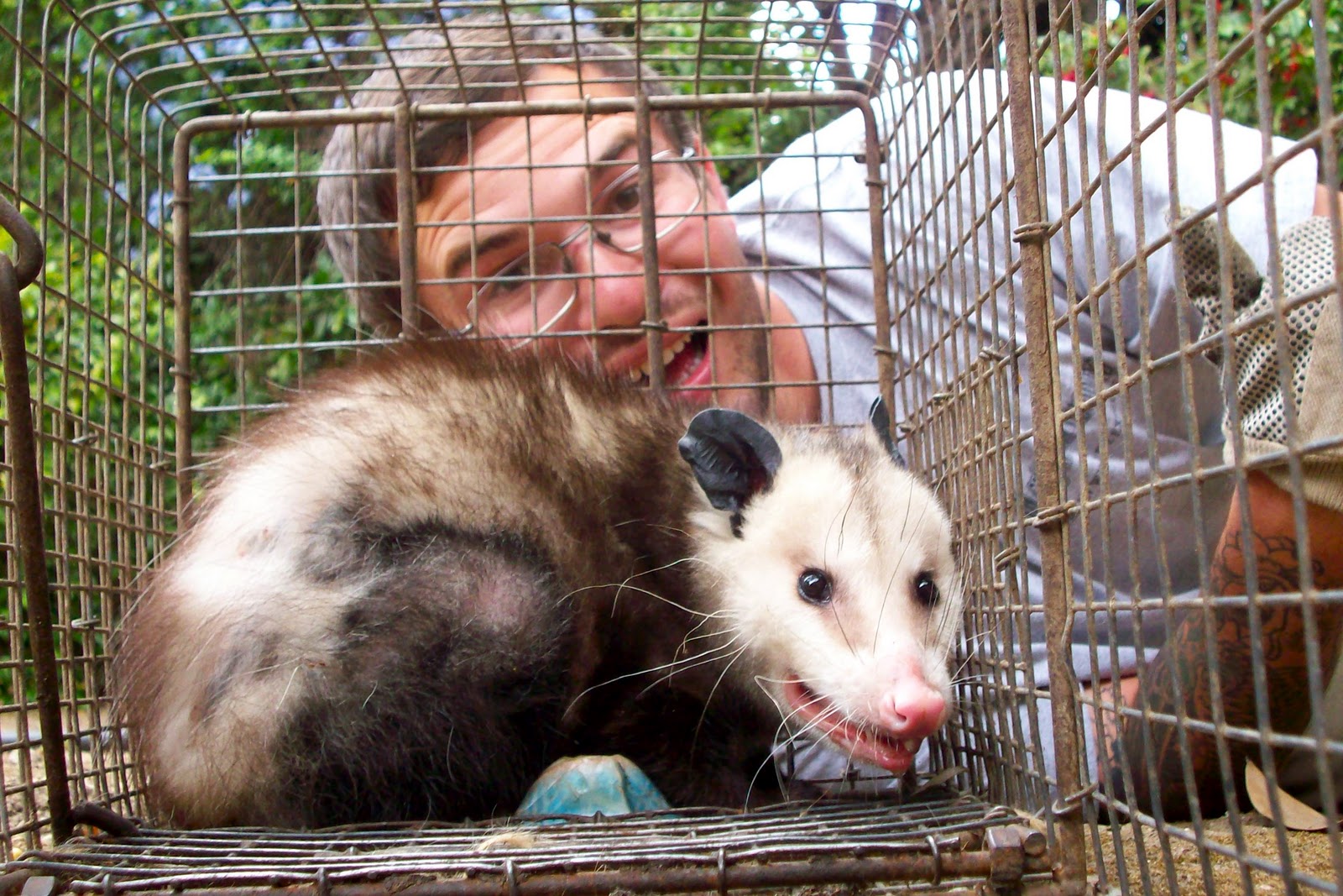 All City Animal Trapping: SKUNK AND OPOSSUM TRAPPING IN UKIAH CALL ALL