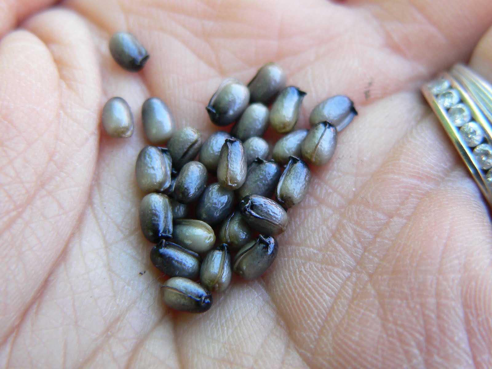 Persephone in Bloom Cat's eyes Hellebore's in seed