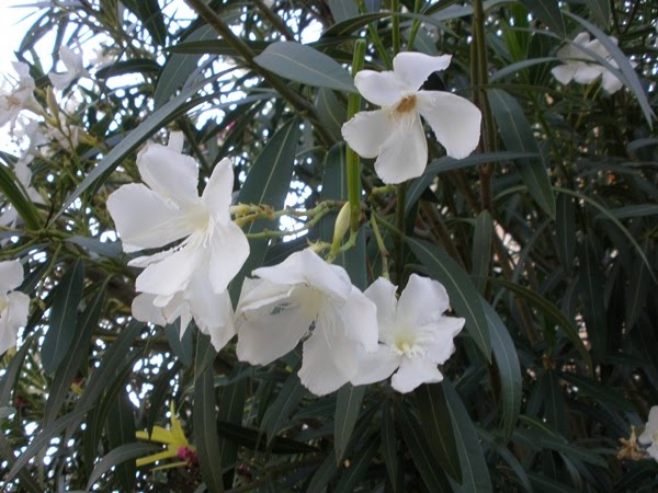 [flores+blancas+parque.JPG]