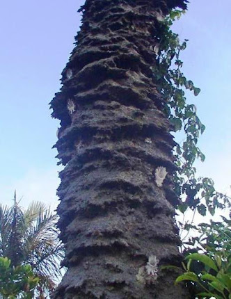 Tronco de coqueiro cheio de Aramãs (Partamona gregaria).