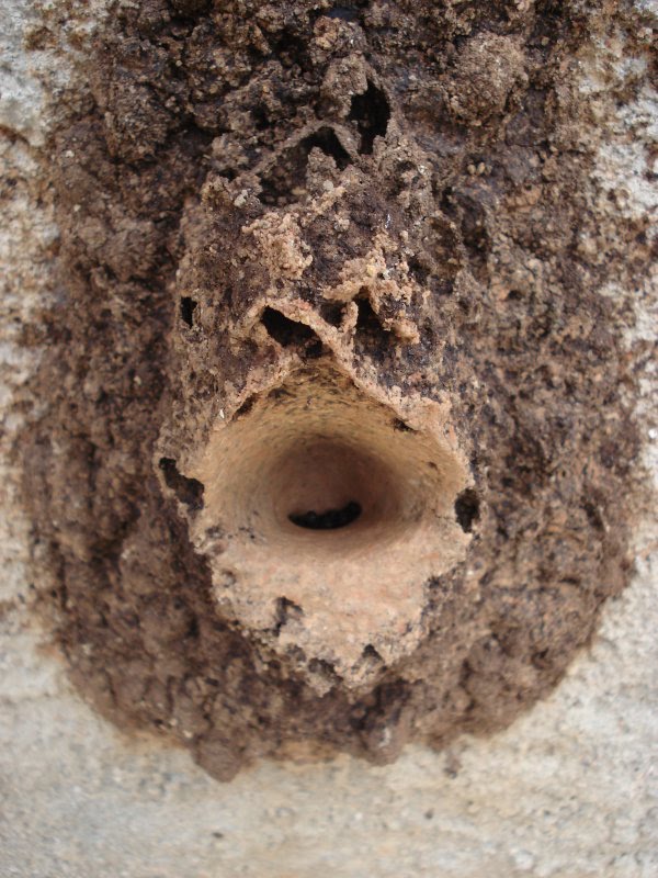 Abelha de Ouro: A abelha Boca-de-sapo (Partamona Helleri)