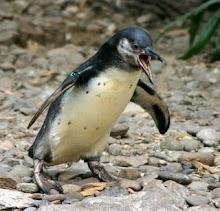 The Penguin