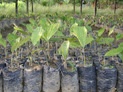 Arenga pinnata seedling nursery