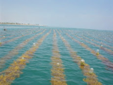 Rumput Laut dipelihara di Laut