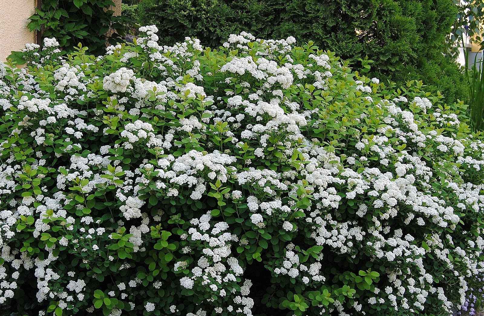 Ärligt och härligt om trädgård och natur: Vitt och rosa
