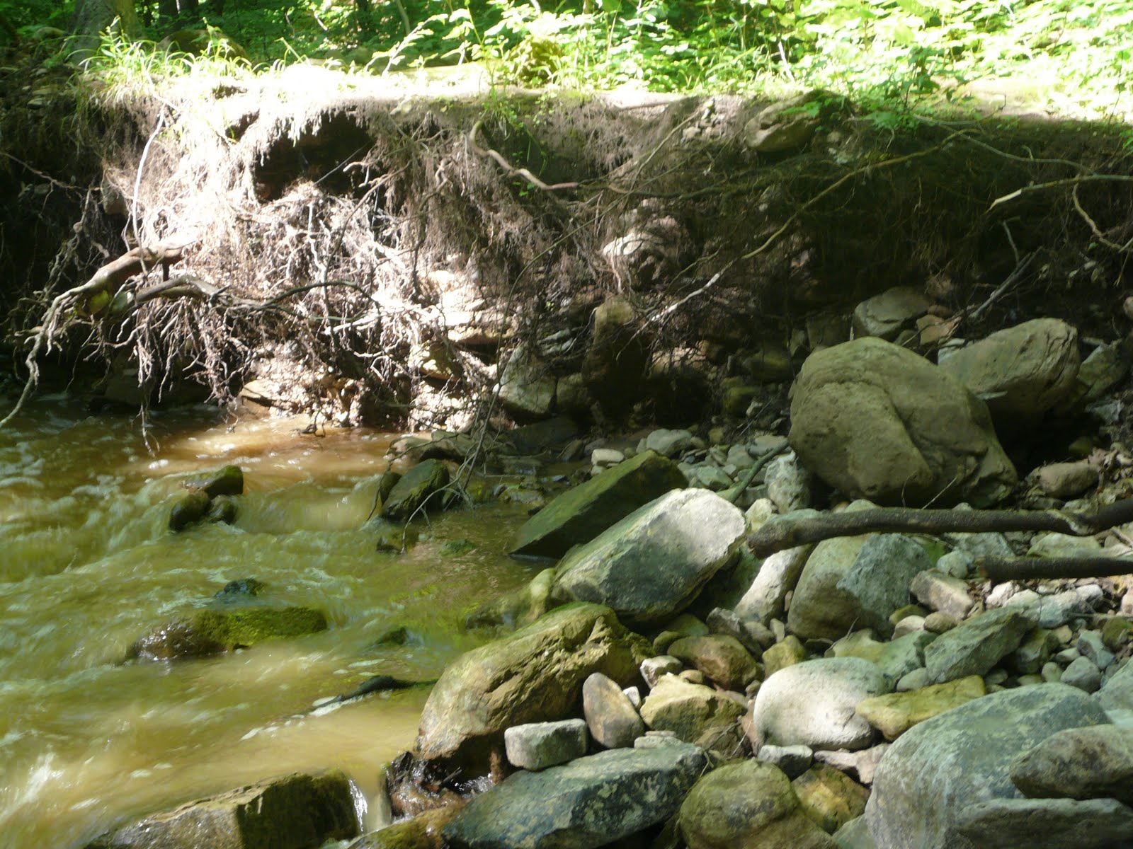 Field Study Summative Cutbank