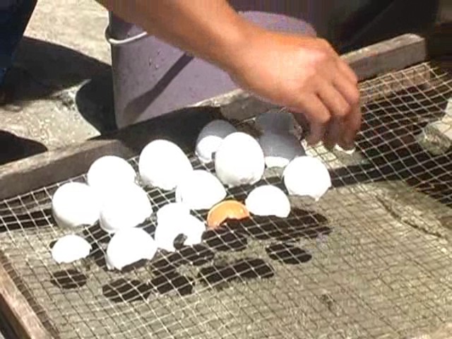 Kerajinan Dari Limbah Kulit Telur