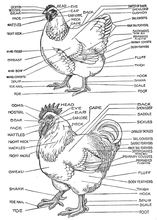 the secret life of chickens: the anatomy of a chicken