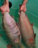 [myostatintrout.jpg]