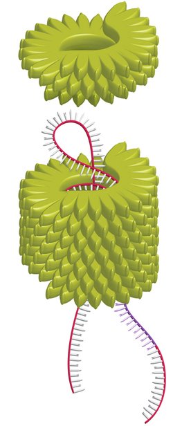 [tobaccomosaicvirussiRNA.jpg]