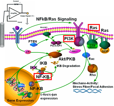 [NFkB_Ras.gif]