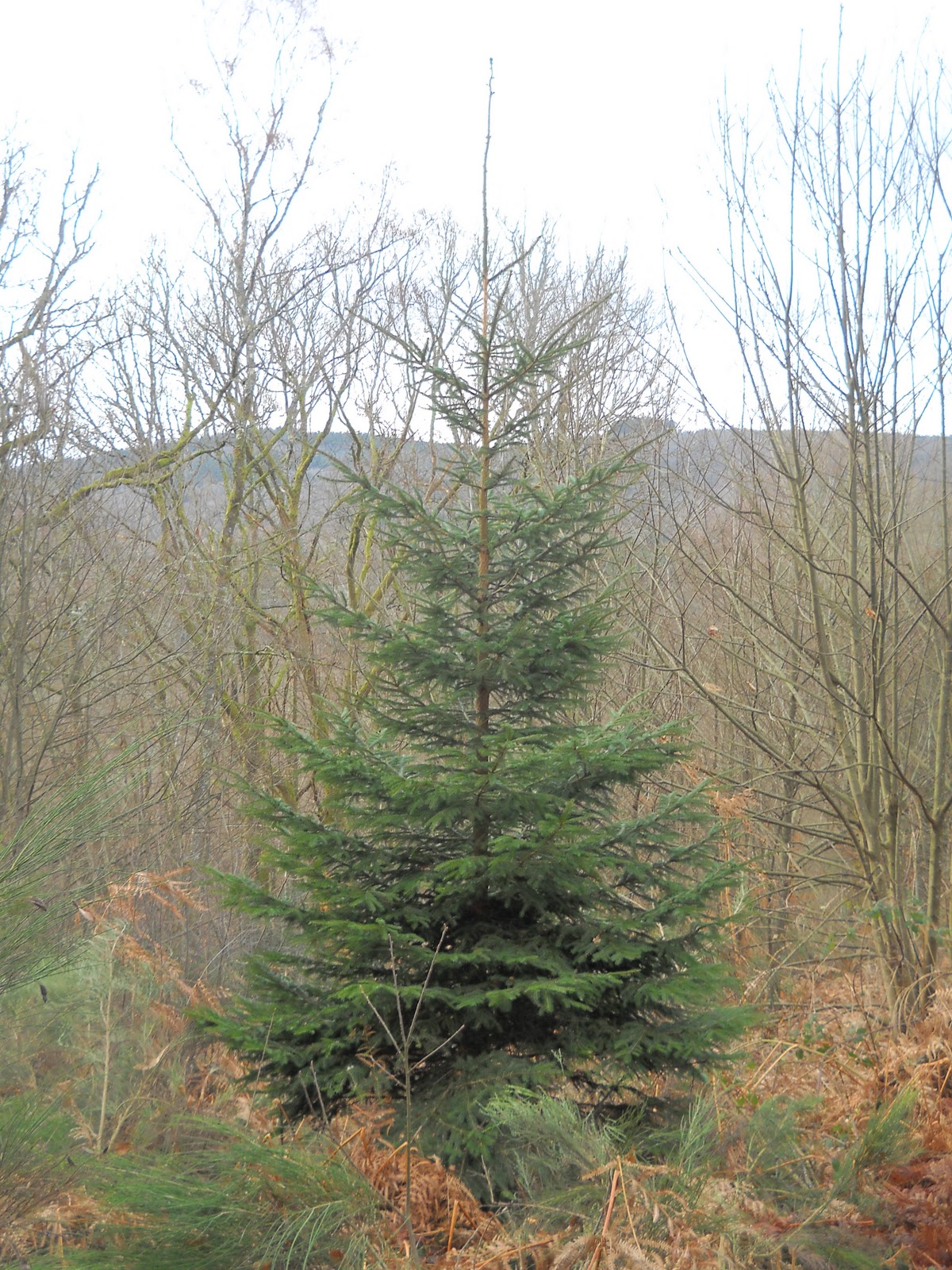 My French Forest Woodland Tree Guide 2 Norway Spruce