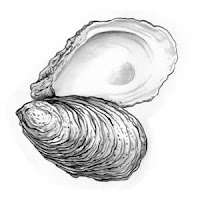 Oyster drawing