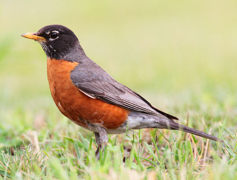 Difference Between Male And Female Robins 26