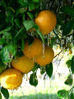 frozen+oranges.jpg