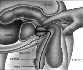 frotar mi próstata al orgasmo fuerte