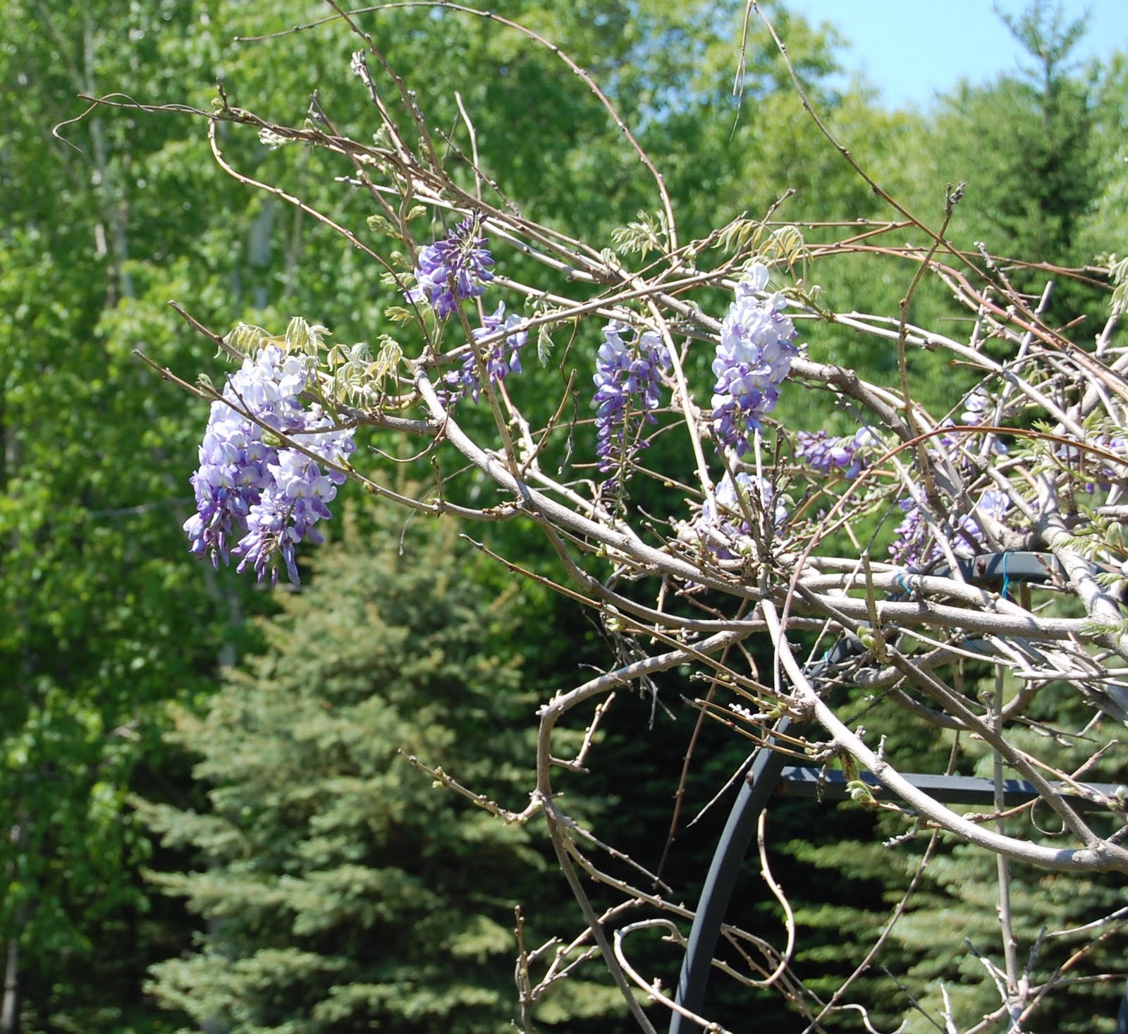 Auntie Maine Wisteria in Maine