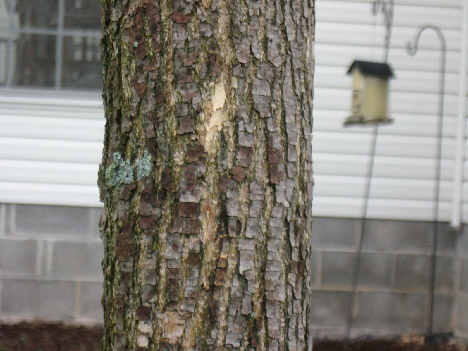 Summit Talk EAB woodpecker damage